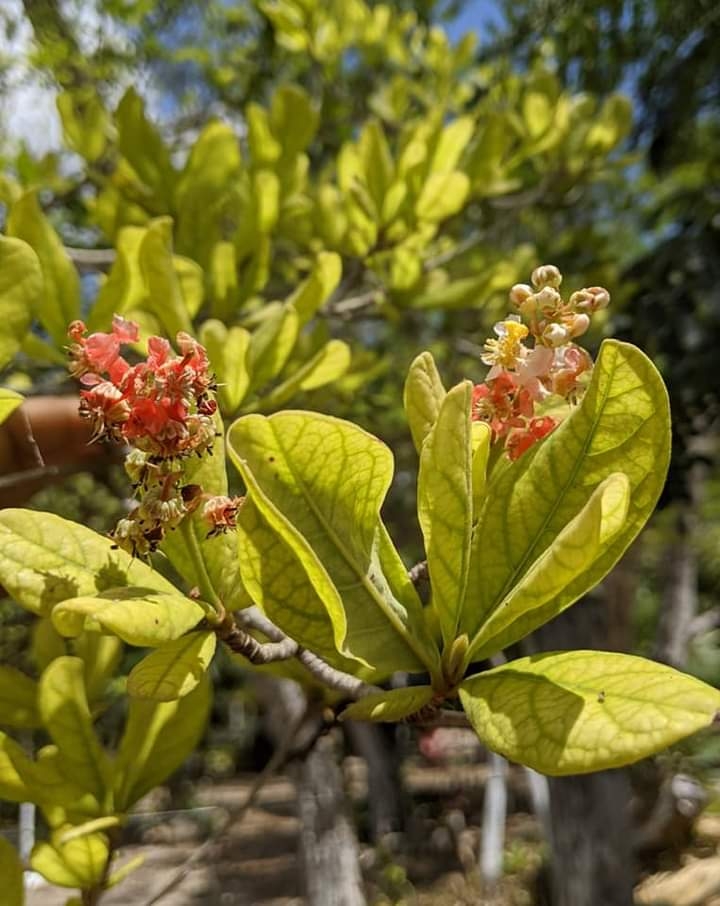 Se dice que este fruto contiene vitamina C, te protege de las infecciones en los huesos
