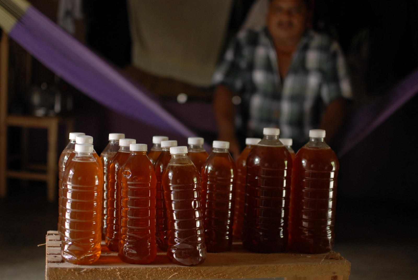 Menonitas afectan a 35 mil familias de apicultores por deforestación en Quintana Roo