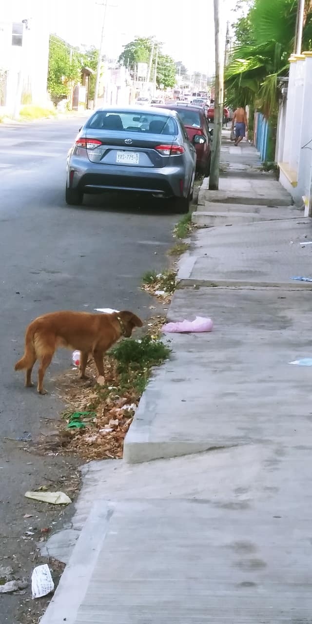 El objetivo es evitar los actos de abandono, maltrato y crueldad animal, y a quienes infrinjan la ley la aplicación de sanciones y multas correspondientes