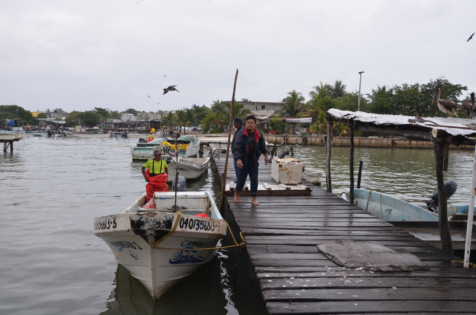 Culpan a Conapesca por sobreexplotación de especies marinas en Ciudad del Carmen