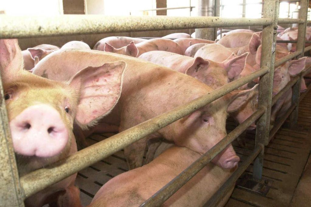 En 2018 se otorgó una suspensión de las operaciones en la granja de cerdos contra Productora Alimentaría Porcícola, litigio que sigue en curso