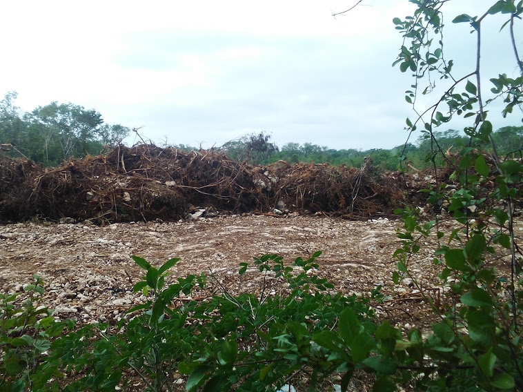 Según la Gerente de Información Forestal de la Conafor, la tala de selvas generará escacez de agua en zonas de la Peínsula de yucatán