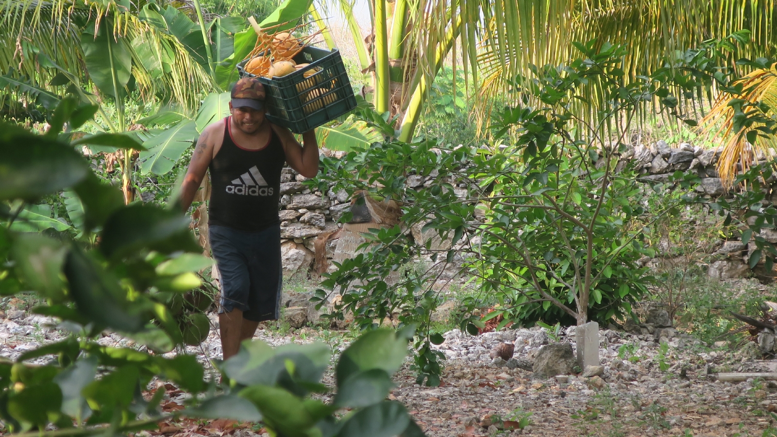 En el estado se producen aproximadamente 250 mil unidades de coco al año, lo que representa el 2 por ciento de la cantidad nacional En el estado se producen aproximadamente 250 mil unidades de coco al año, lo que representa el 2 por ciento de la cantidad nacional