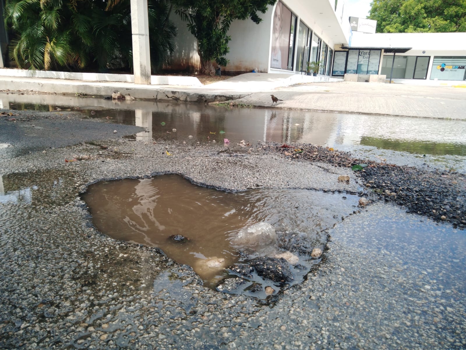 La fuga de agua se localiza en la calle 38 entre 21 y 23, a un costado de Plaza Diamante La fuga de agua se localiza en la calle 38 entre 21 y 23, a un costado de Plaza Diamante