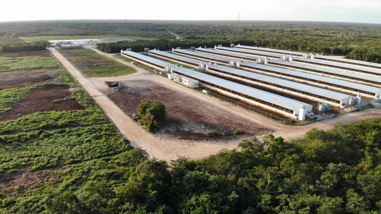 Granjas porcícolas en la Península de Yucatán siguen bajo supervisión Granjas porcícolas en la Península de Yucatán siguen bajo supervisión