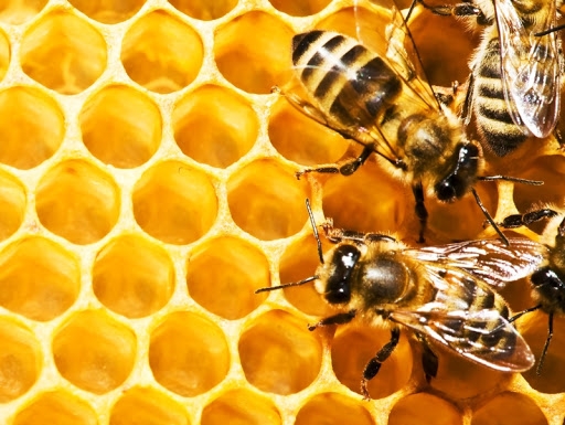 Día mundial de las abejas…Sin ellas no hay vida
