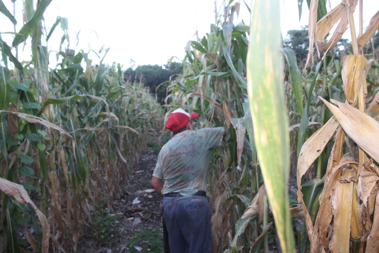 En 2021, fueron más de 2 mil campesinos que recibieron apoyo del Gobierno federal