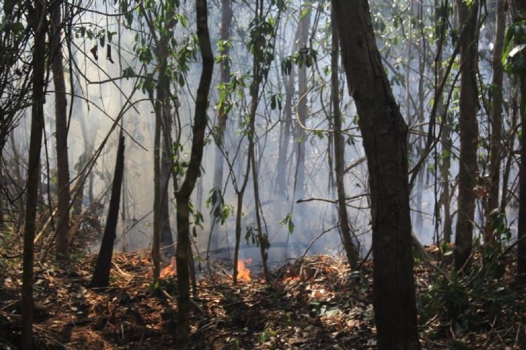 Personal designado se encarga de controlar los incendios forestales