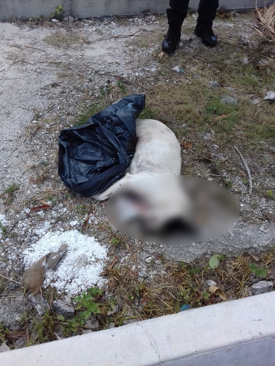 Hombre atropella a un perro y lo mata
