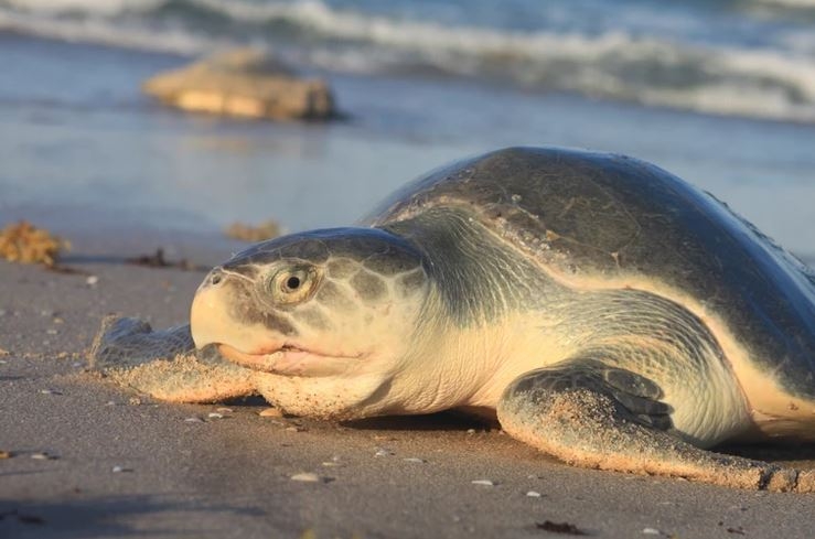 Por primera vez se registra nido de tortuga Lora en Yucatán