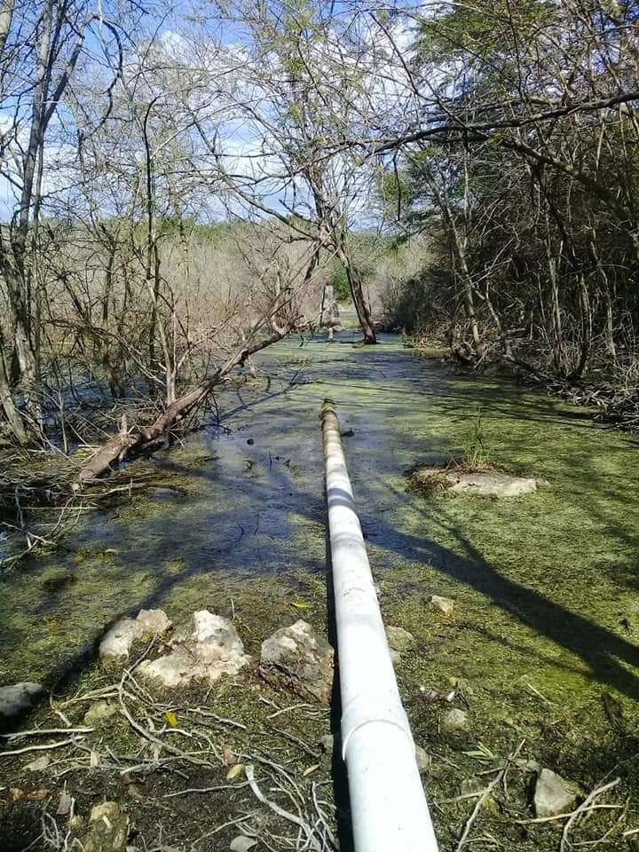 Granjas porcícolas amenazan la biodiversidad de Yucatán, advierten