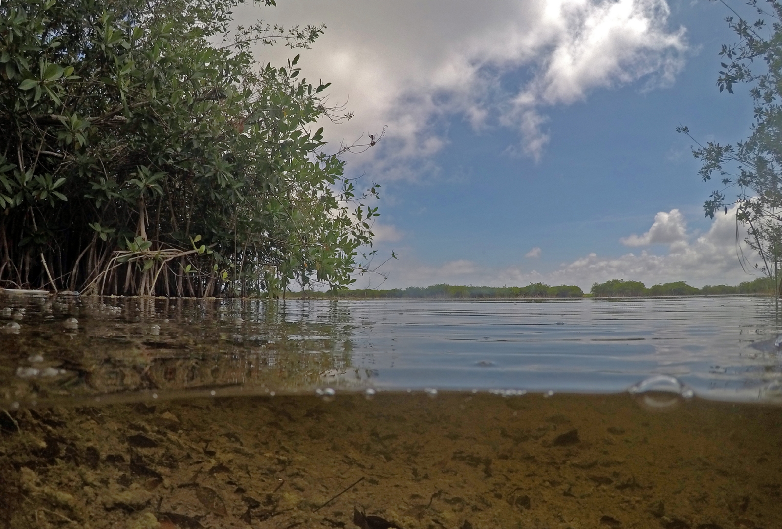 Quintana Roo pierde la mitad del manglar