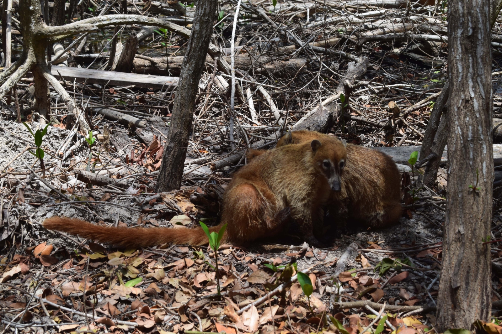 La poca fauna sobrevive por el 90 por ciento de los manglares secos