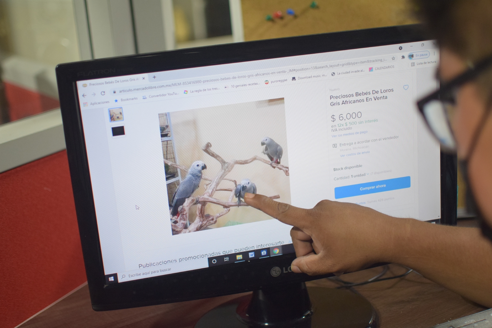 Yucatán: Castigarían venta ilegal de animales en Internet hasta con nueve años de cárcel
