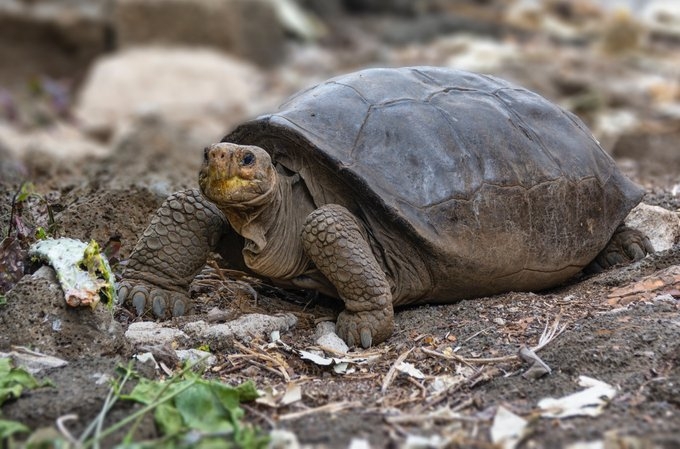 La Chelonoidis phantasticus, propia de la isla Fernandina, es una de las 15 especies de tortugas gigantes de Galápagos