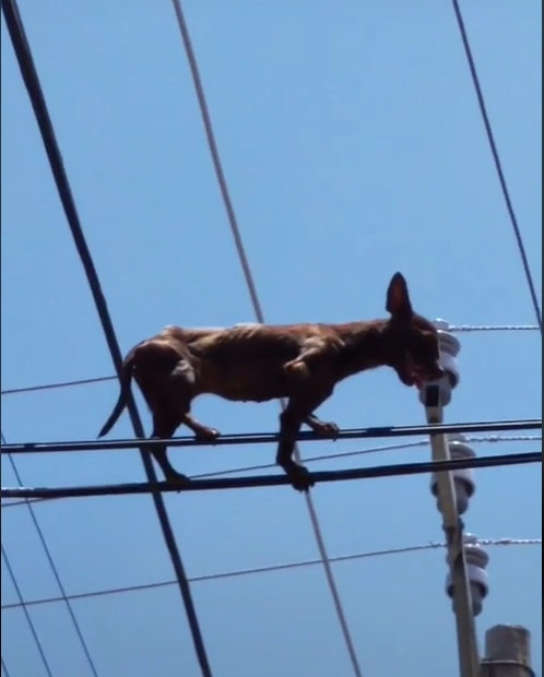 Perro trapecista en Chihuahua es captado en acción Perro trapecista en Chihuahua es captado en acción