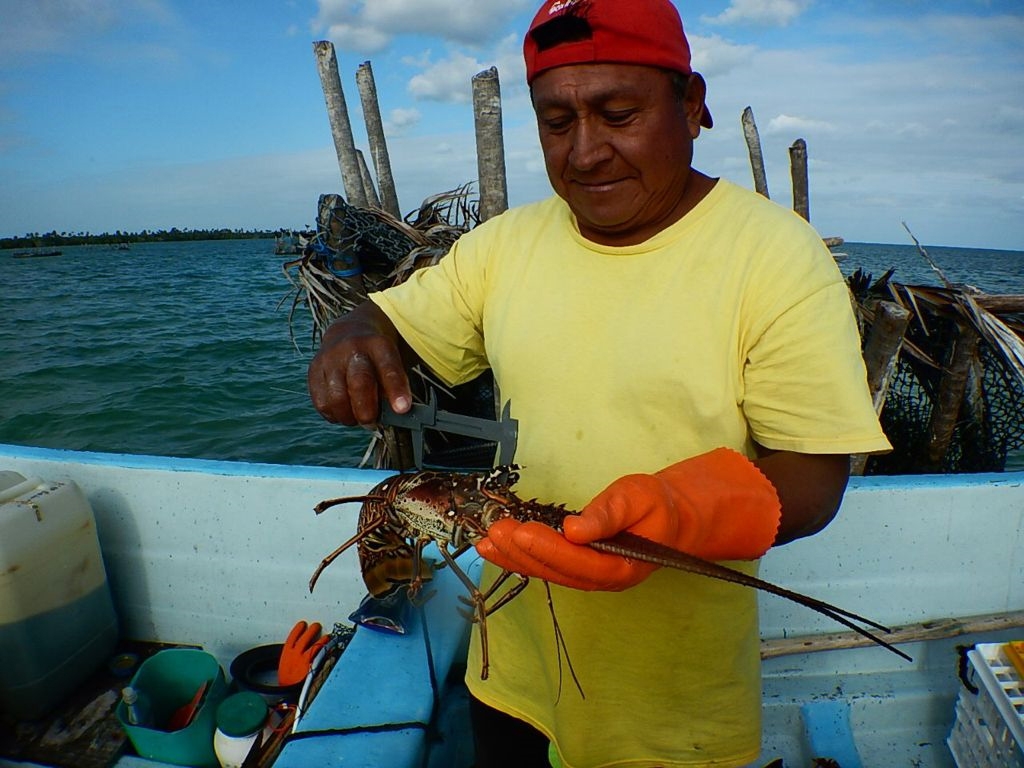 Promueven pesca sustentable de langosta en Quintana Roo