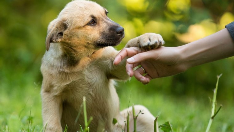Cada año se utiliza el hashtag #DíadelPerroSinRaza para darle protagonismo a estos pequeños acompañantes