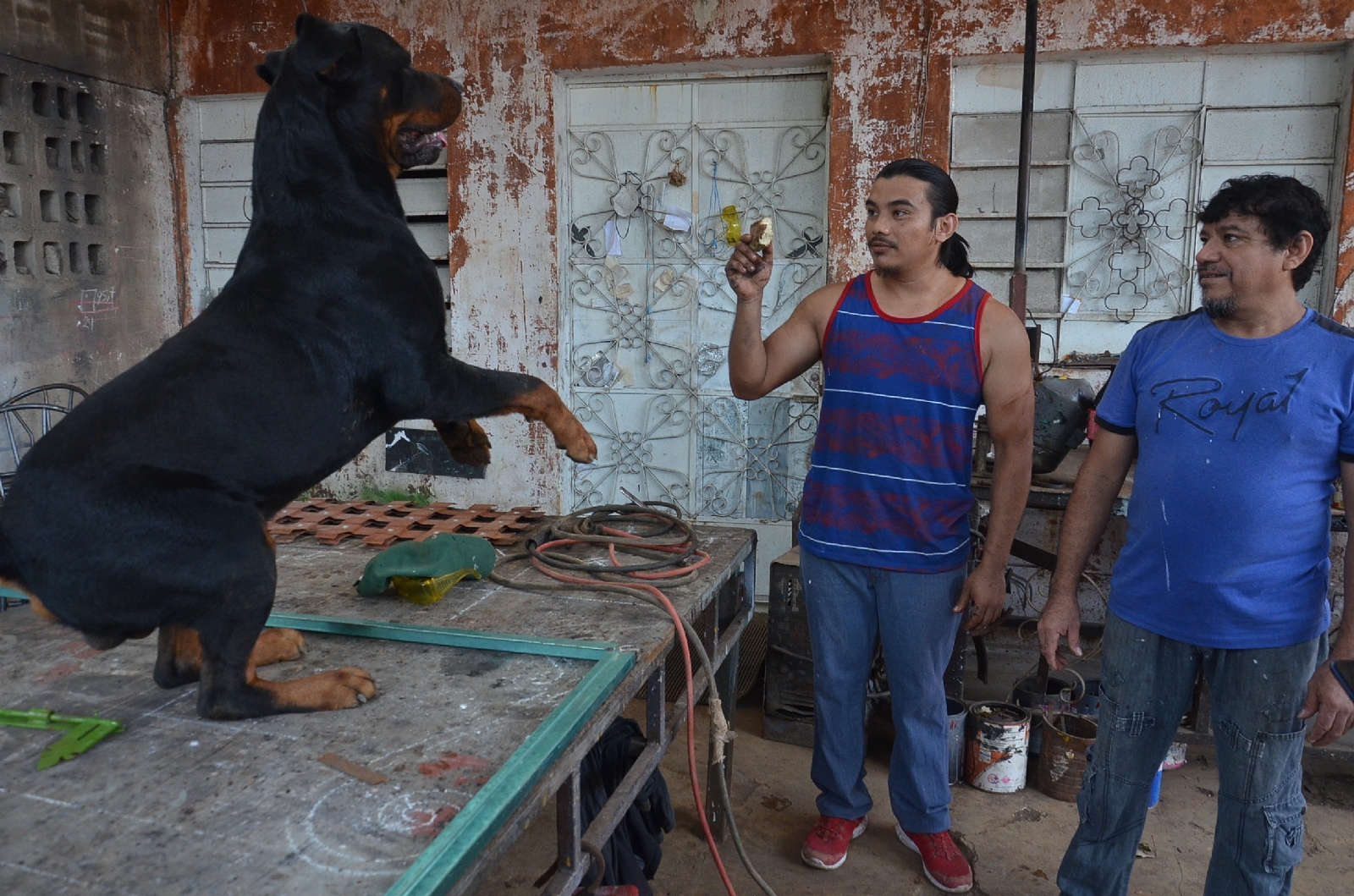 Ángel Ramírez comparte su oficio con sus hijos, pero también con su perro Ángel Ramírez comparte su oficio con sus hijos, pero también con su perro