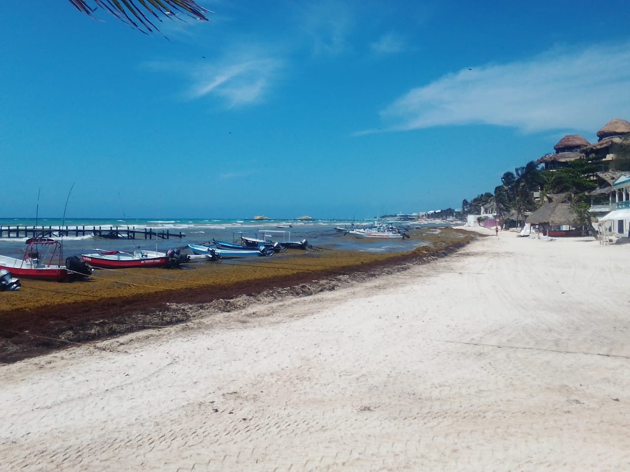 Las playas se 'tiñen' de un color marrón por el sargazo