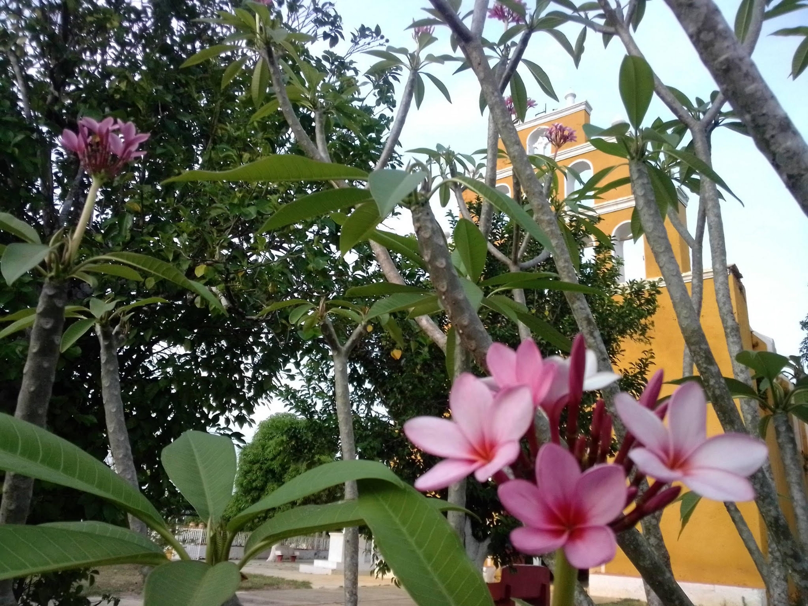 La flor de mayo, inspiración de libros, canciones, cuentos y poemas La flor de mayo, inspiración de libros, canciones, cuentos y poemas