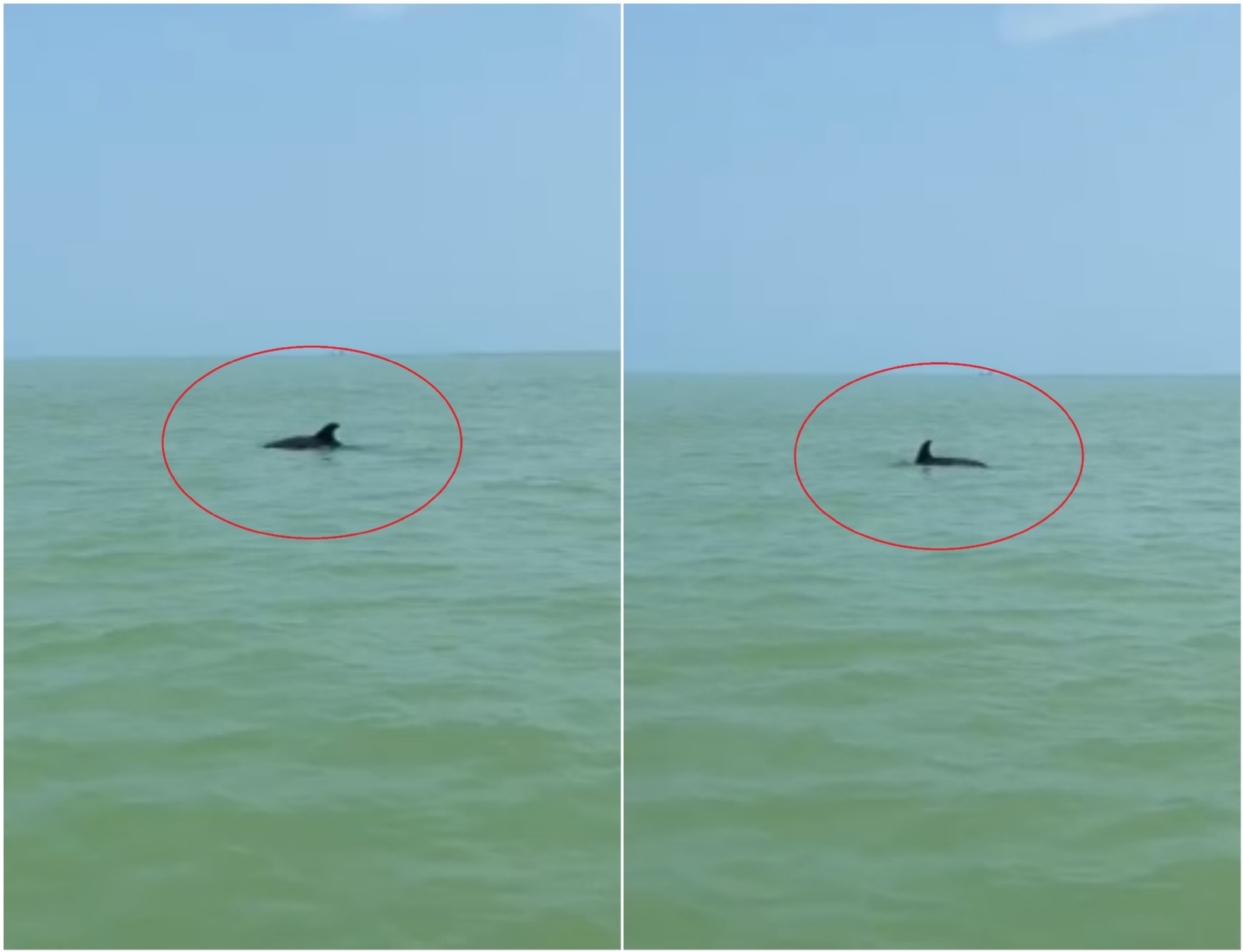 Delfín deleita a turistas con paseo en Celestún, Yucatán