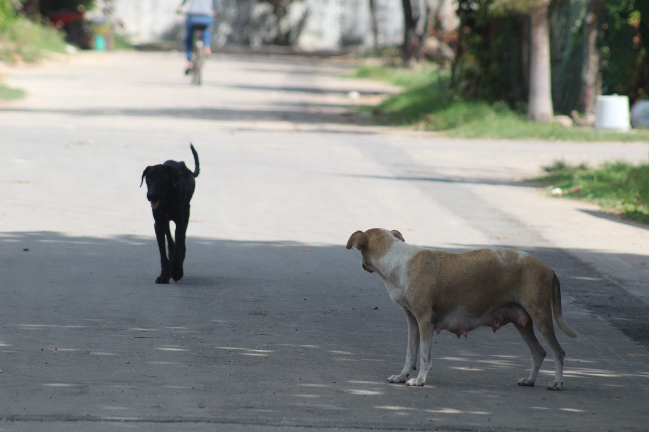 Debido a esta situación, las peleas constantes con los perros han llegado a lastimar a la fauna de gatos Debido a esta situación, las peleas constantes con los perros han llegado a lastimar a la fauna de gatos