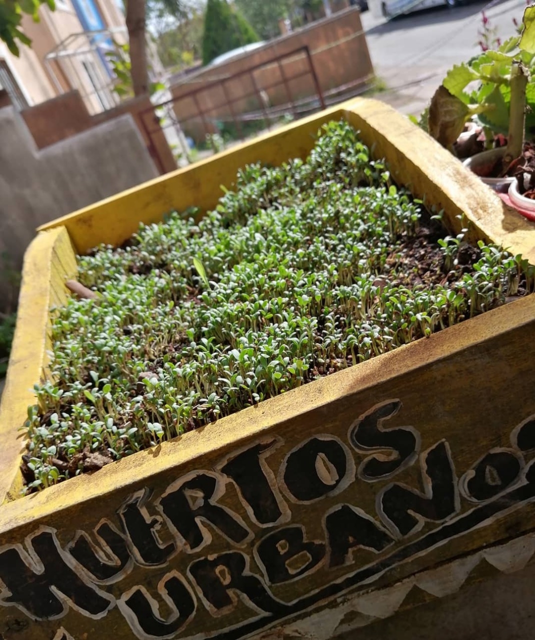 Algunos pacientes con Diabetes han preferido las plantas medicinales para regular sus niveles de azúcar en la sangre Algunos pacientes con Diabetes han preferido las plantas medicinales para regular sus niveles de azúcar en la sangre