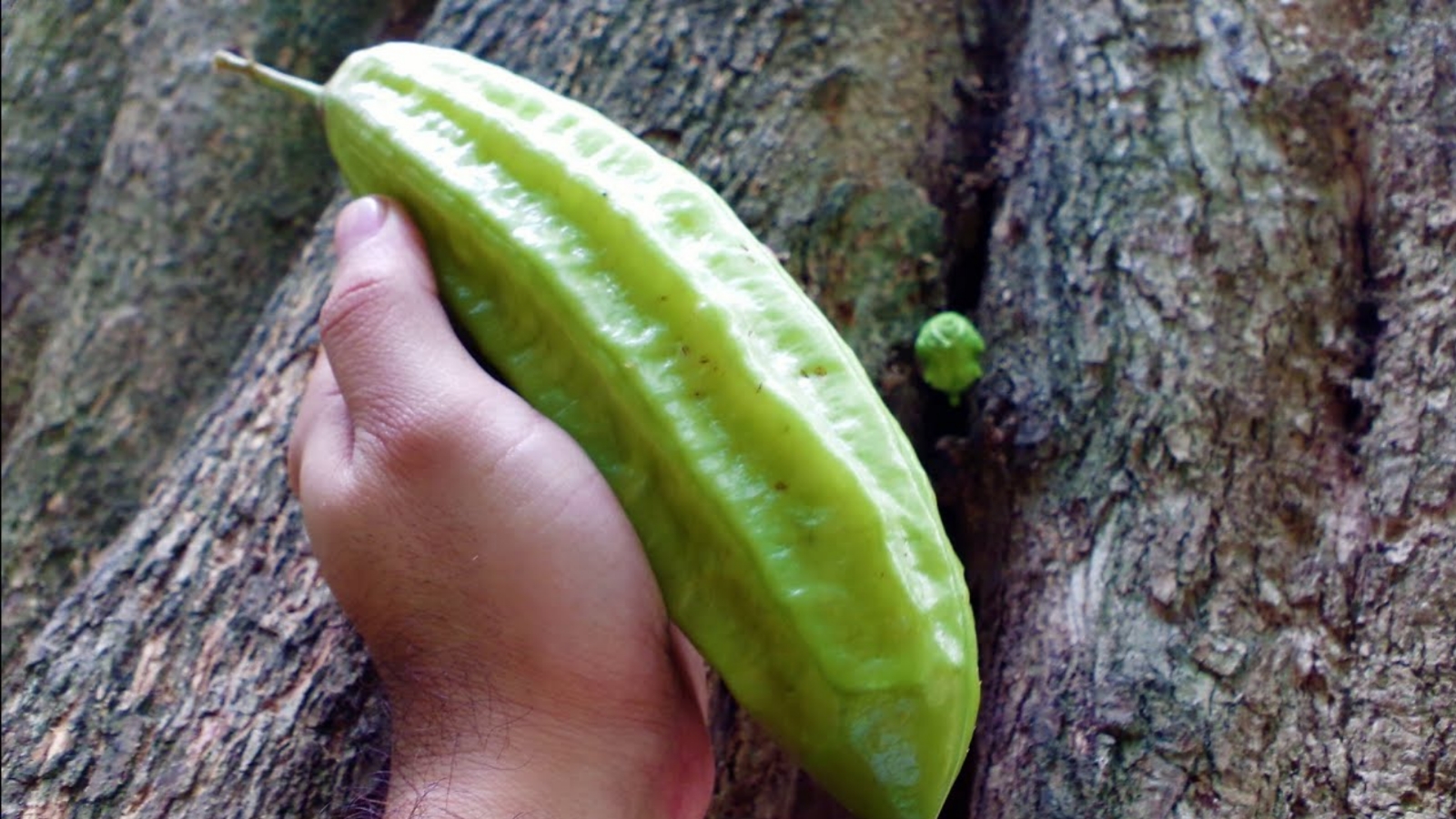 ¿Sabías que el pepino kat tiene propiedades curativas?