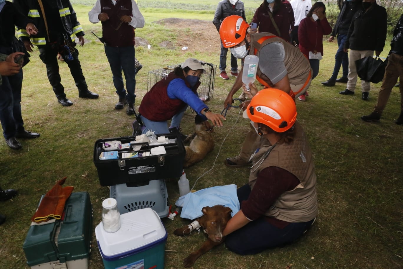 Spay y Spike reciben atención médica