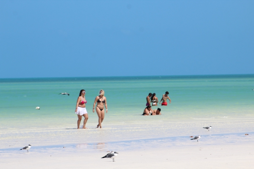 El poco sargazo que llega es usado para evitar la erosión de las playas en Holbox El poco sargazo que llega es usado para evitar la erosión de las playas en Holbox