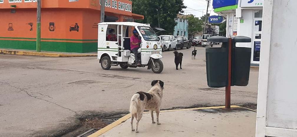 Propietarios se desentienden de perros y gatos Propietarios se desentienden de perros y gatos