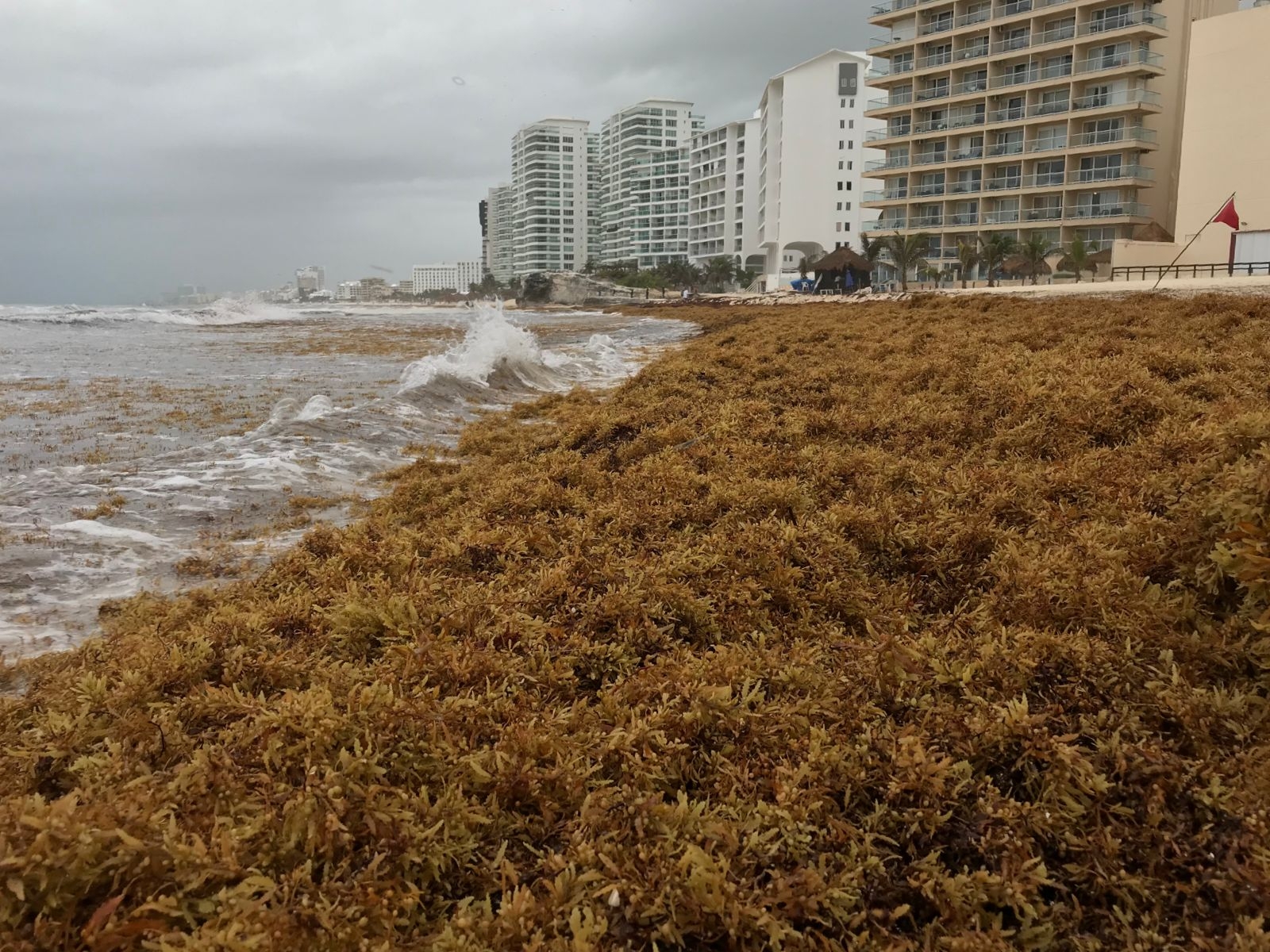 De marzo de 2021 a la fecha se han recolectado 15 mil 594 toneladas de macroalgas, en las 42 playas de Quintana Roo
