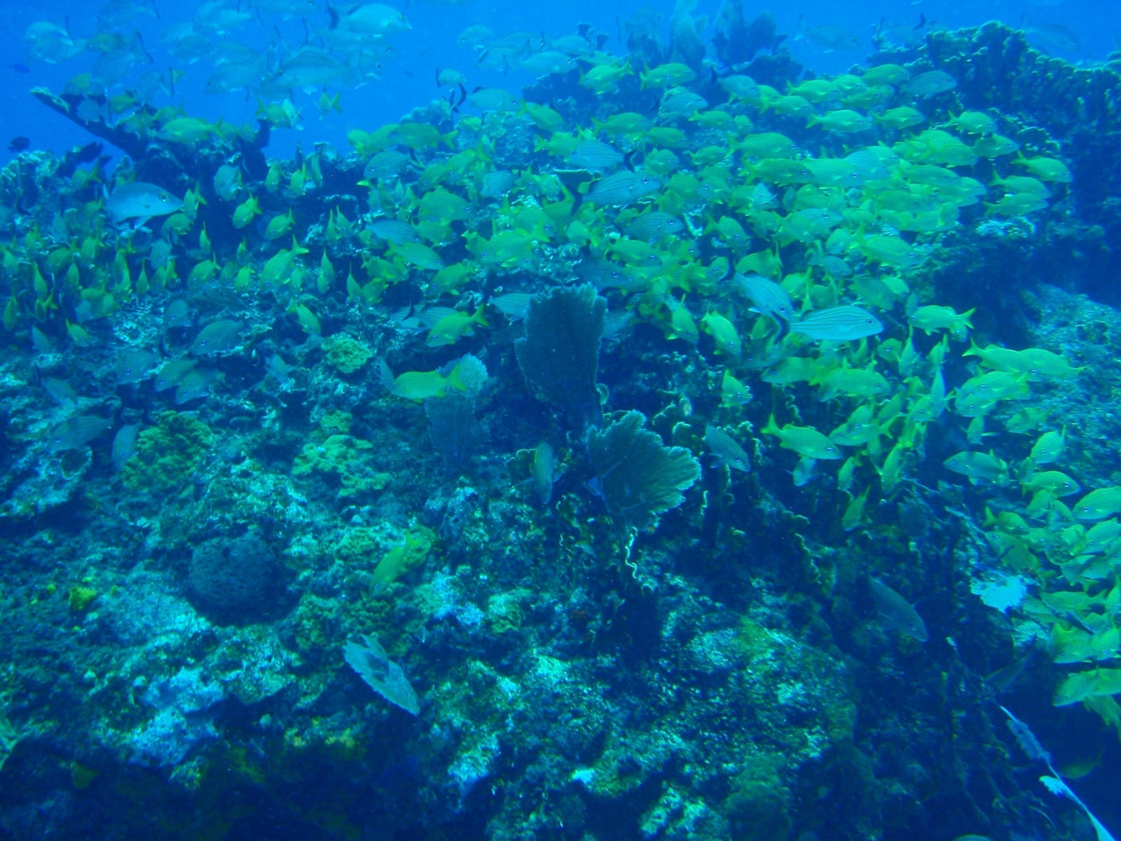 El Arrecife Manchones cuenta con gran diversidad de peces y formaciones coralinas en su interior