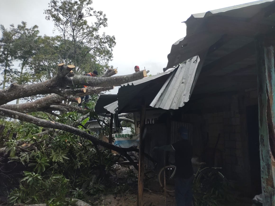 Árbol cae en  la comunidad de la Reveza y destruye dos casas