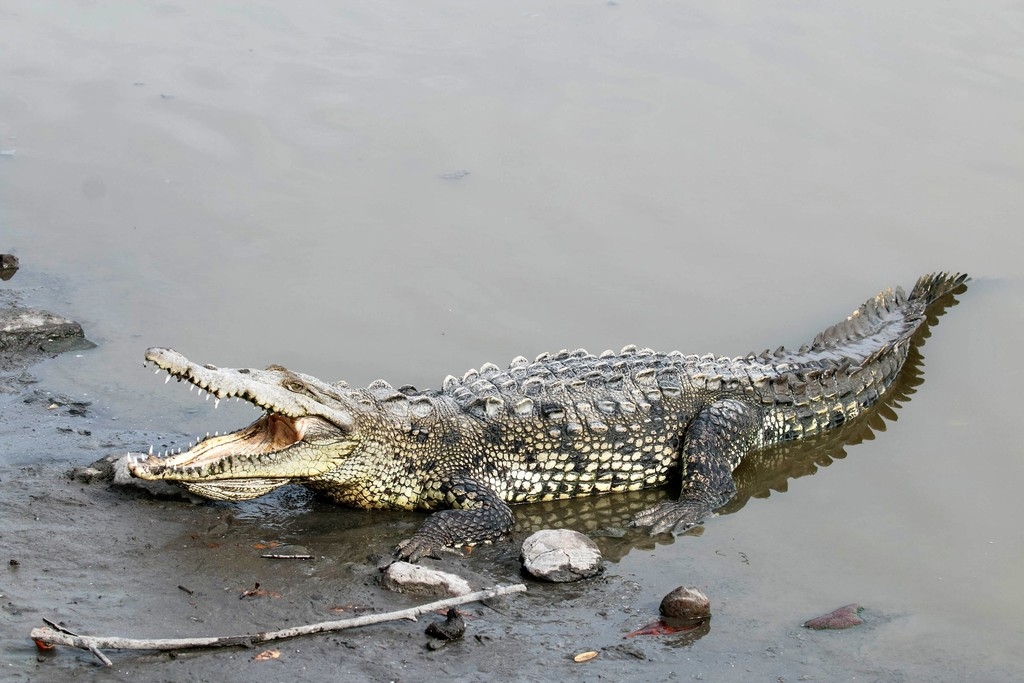 Se dice que el ejemplar de cocodrilo salió de la Laguna de Malecón Tajamar. Se dice que el ejemplar de cocodrilo salió de la Laguna de Malecón Tajamar.
