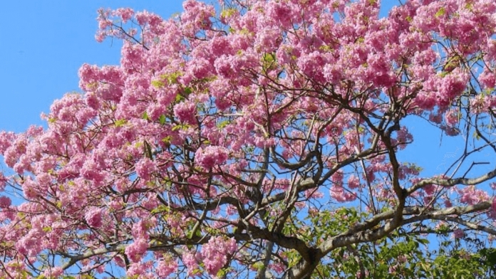 Cuatro árboles aromáticos que puedes cultivar en Yucatán