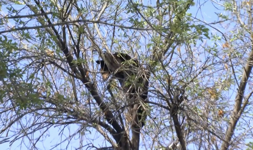 El animal fue visto poco antes de las 9:00 horas por personal de seguridad de la facultad de la UANL. El animal fue visto poco antes de las 9:00 horas por personal de seguridad de la facultad de la UANL.