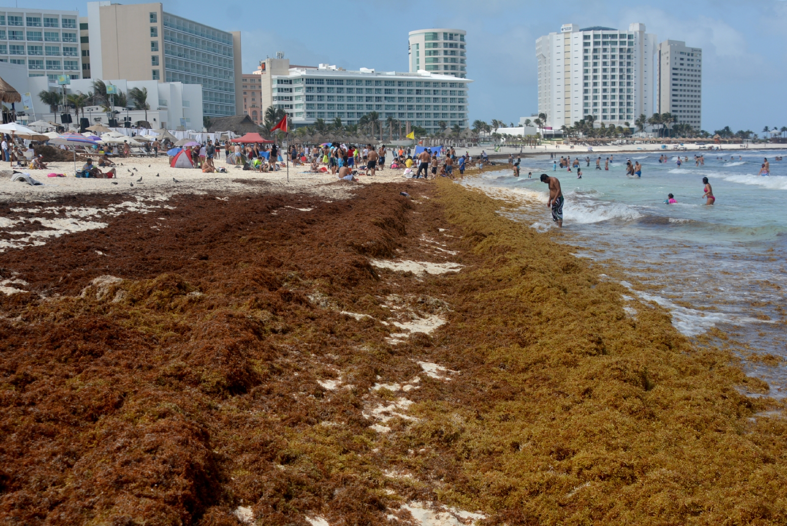 La Semar, desde 2019, labora en el combate del sargazo en Quintana Roo, pese a que en 2021, debido a la pandemia por COVID-19 no recibió recursos