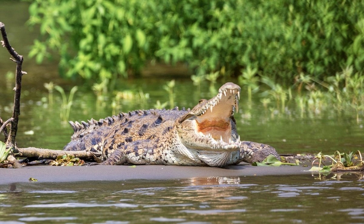 Es común que en la "Laguna de los 7 Colores" se paseen cocodrilos