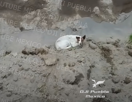 El perrito parece estar lesionado