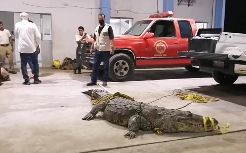 Cocodrilo será reubicado tras asesinar a una mujer en Tampico