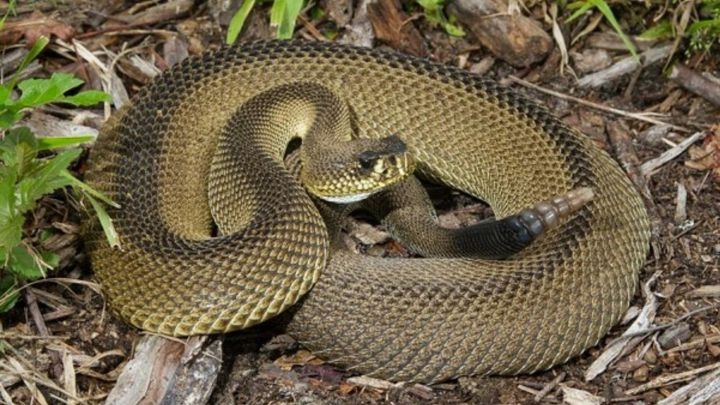 Estas especies son consideradas como riesgosas para los seres humanos por sus potentes venenos