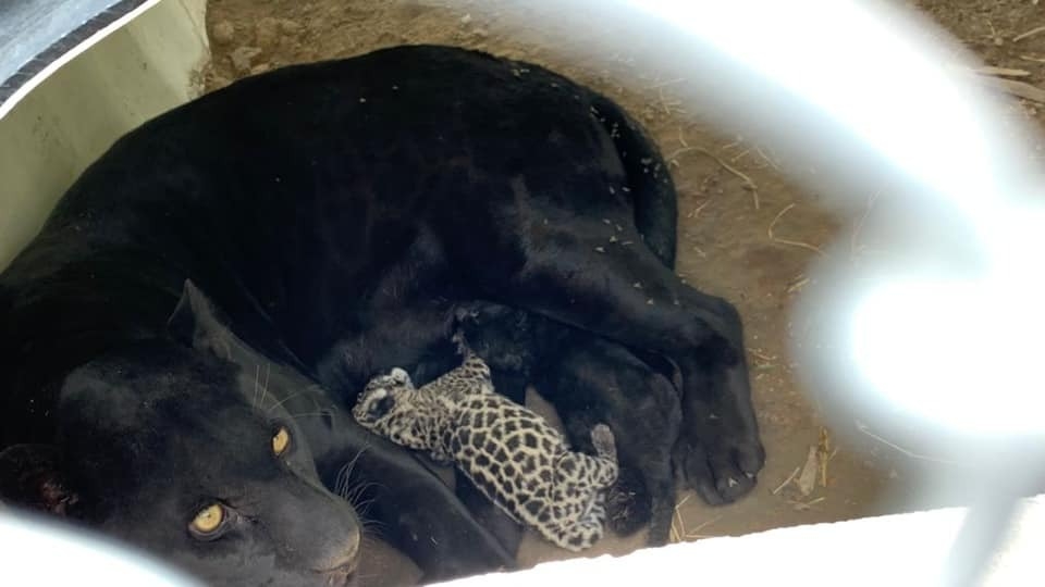 Nacen crías de jaguar y piden a usuarios evitar acercarse a ver o fotografiar a los recién nacidos Nacen crías de jaguar y piden a usuarios evitar acercarse a ver o fotografiar a los recién nacidos