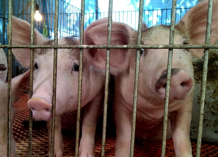En Yucatán se tienen 222 granjas porcícolas instaladas, según Greenpeace
