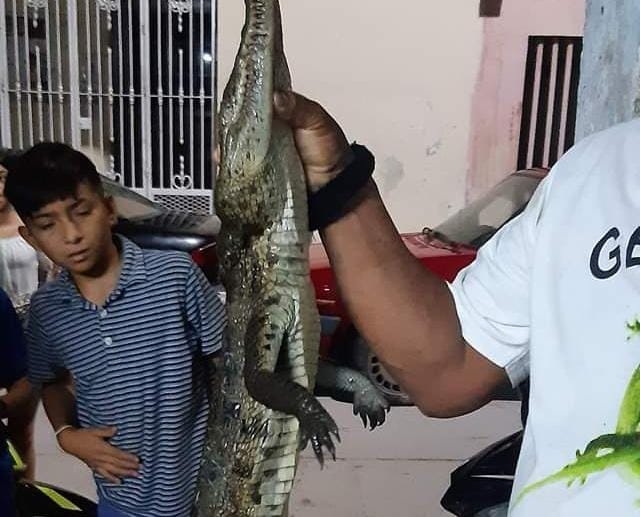Algunas personas mostraron su descontento por la muerte de reptil