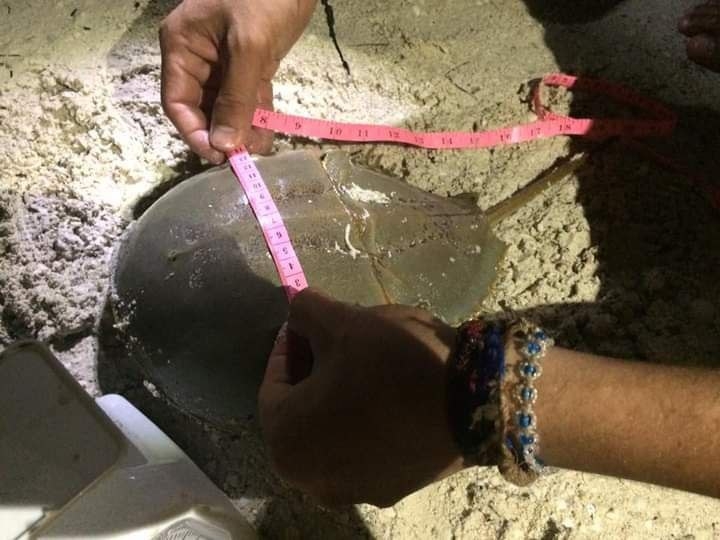 Cacerolitas de mar, amenazadas por su captura para carnada de pulpo en Yucatán