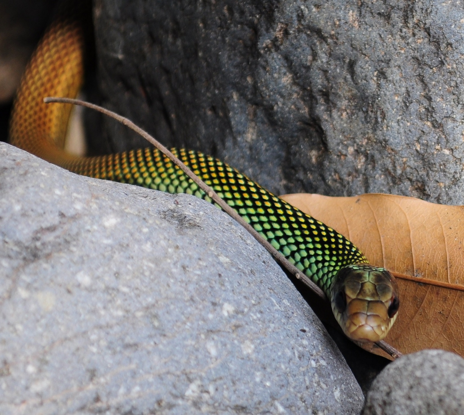 Culebra ‘corredora elegante’, la especie más hermosa de la Península de Yucatán