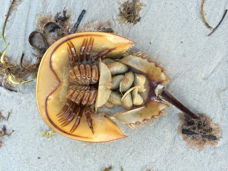 Captan a una cacerolita de mar gigante en una playa de Estados Unidos: VIDEO
