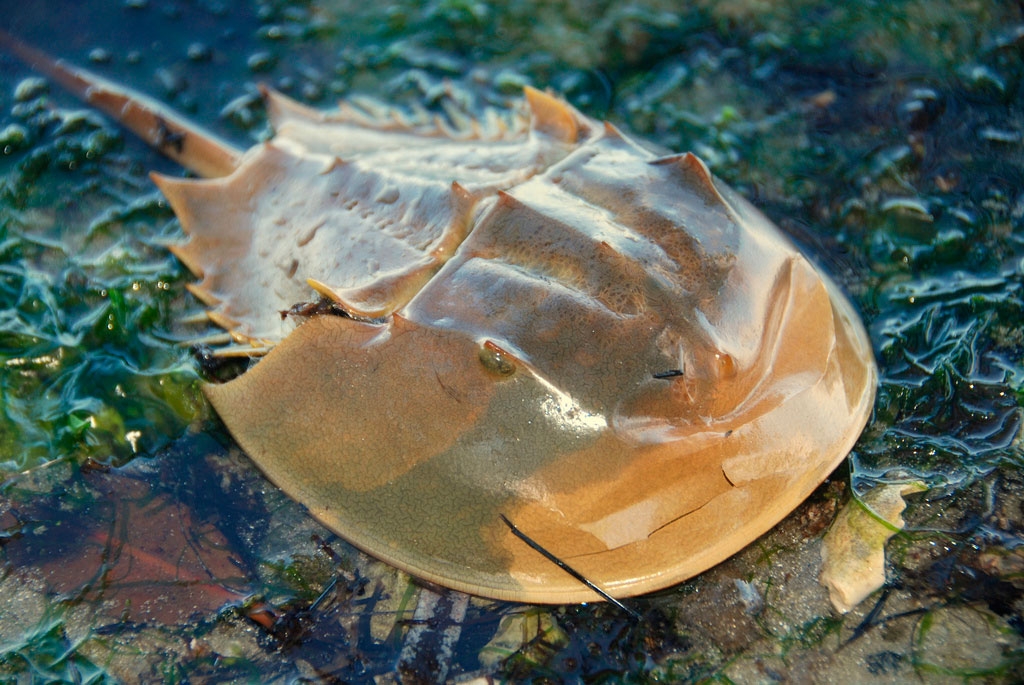 Los seres humanos son los principales depredadores del Limulus polyphemus y de contaminar el manglar Los seres humanos son los principales depredadores del Limulus polyphemus y de contaminar el manglar